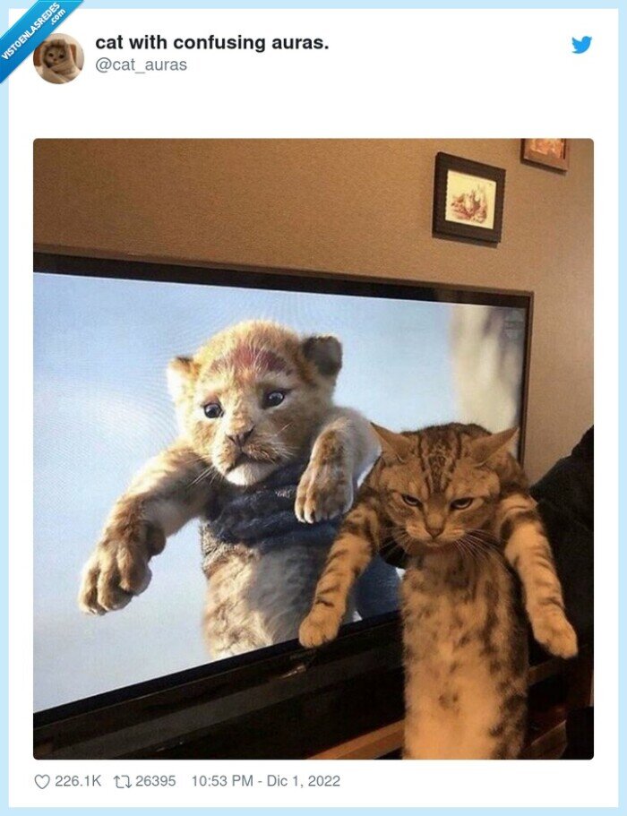 gato,el rey leon,molestar,levantar