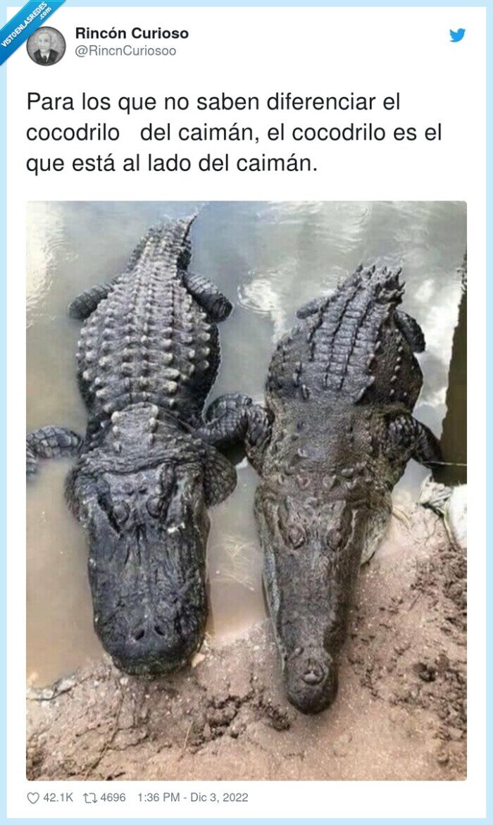 diferenciar,cocodrilo,caimán