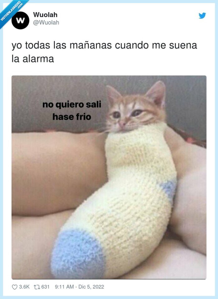 mañanas,alarma,sonar,frío,gato