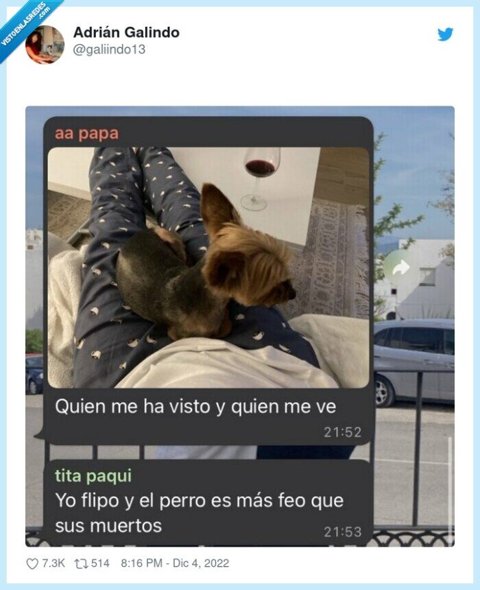 perro,paqui,insultar