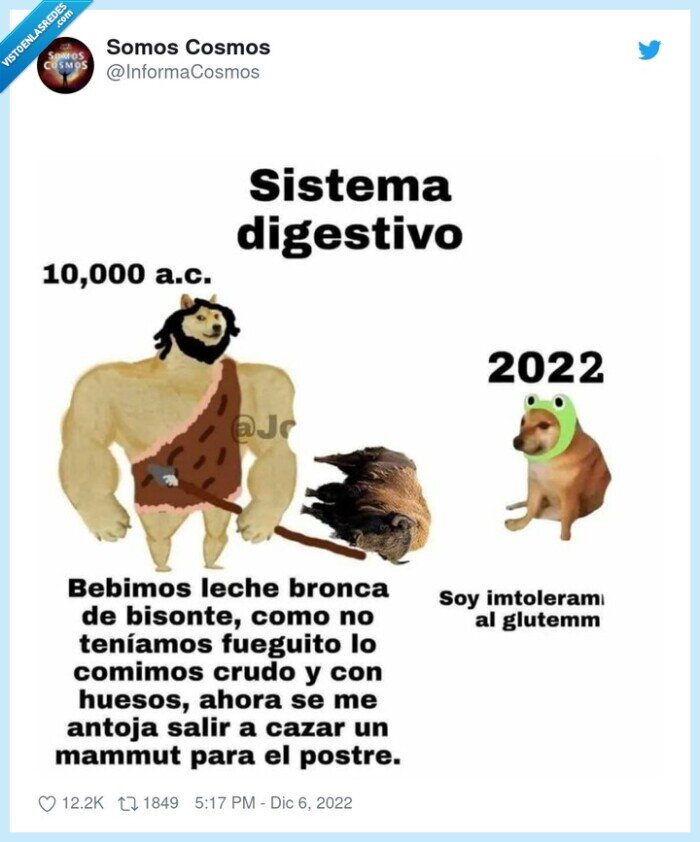 doge,cheems,sistema digestivo