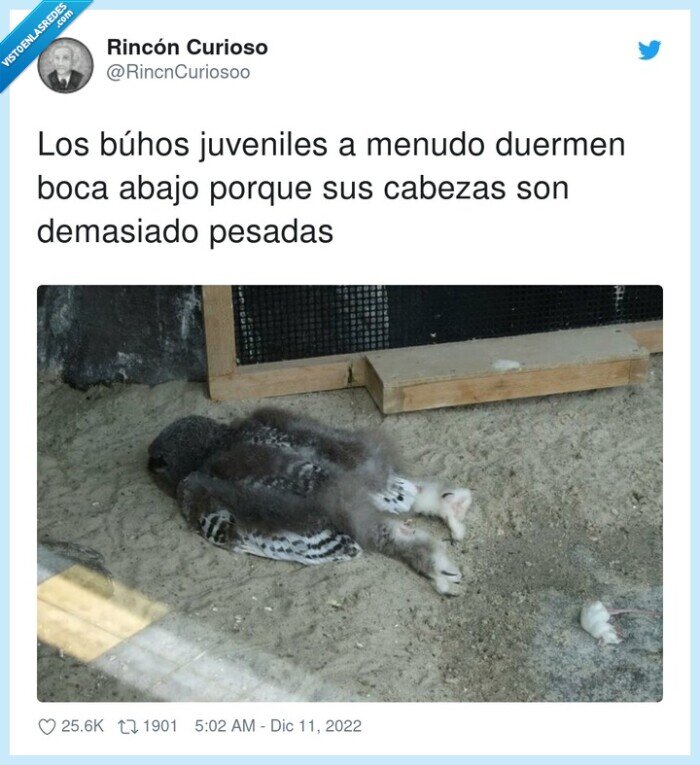 juveniles,dormir,cabezas,pesadas,búhos