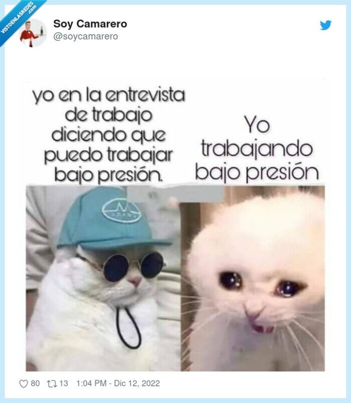 gato,trabajar,presión