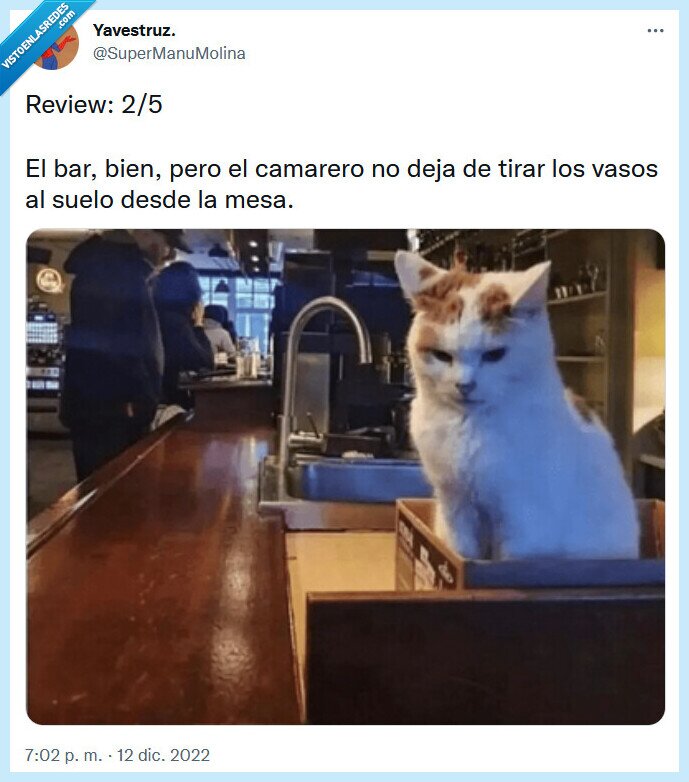 bar,reseña,gato