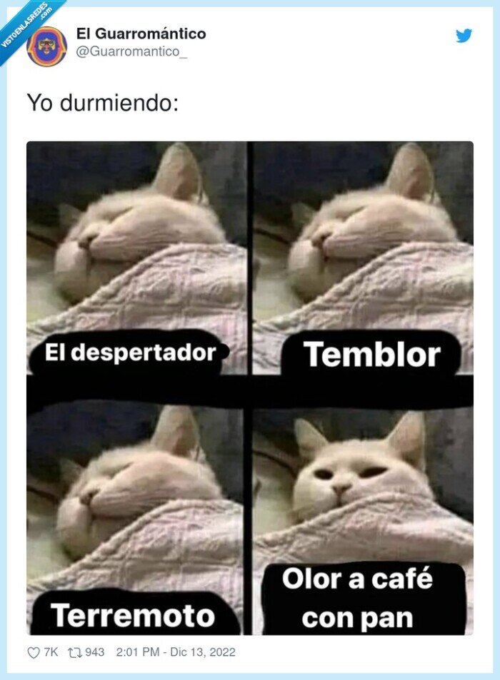 dormir,gato,terremoto,despertador,temblor,olor a cafe