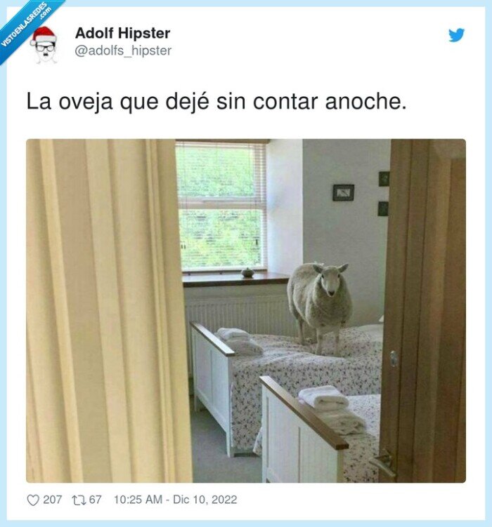 contar,anoche,oveja,cama