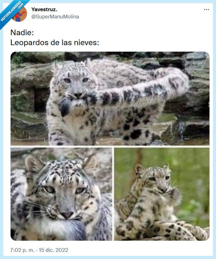 leopardo,nieve,cola,morder
