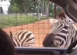 Enlace a Jajajajajajaja ellos gritan, pues la cebra responde!, por @LukaBanjah