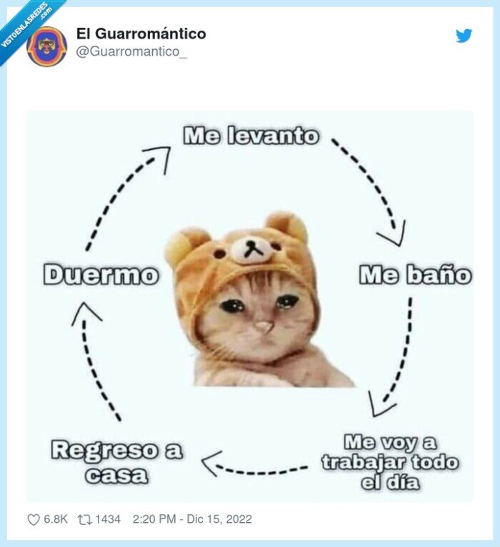 dormir,trabajar,bucle,gato,llorando