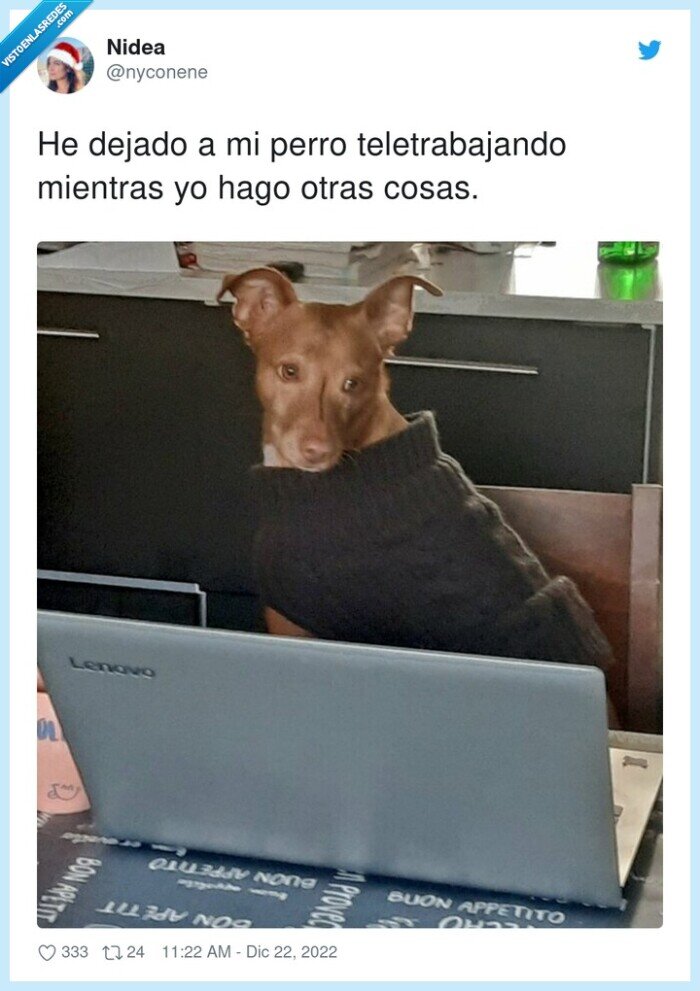 teletrabajando,mientras,dejado,perro,otras cosas