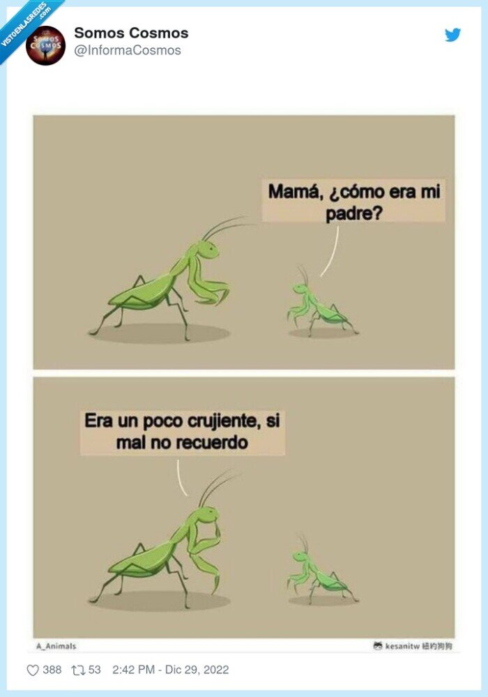 mantis religiosa,padre,comerse