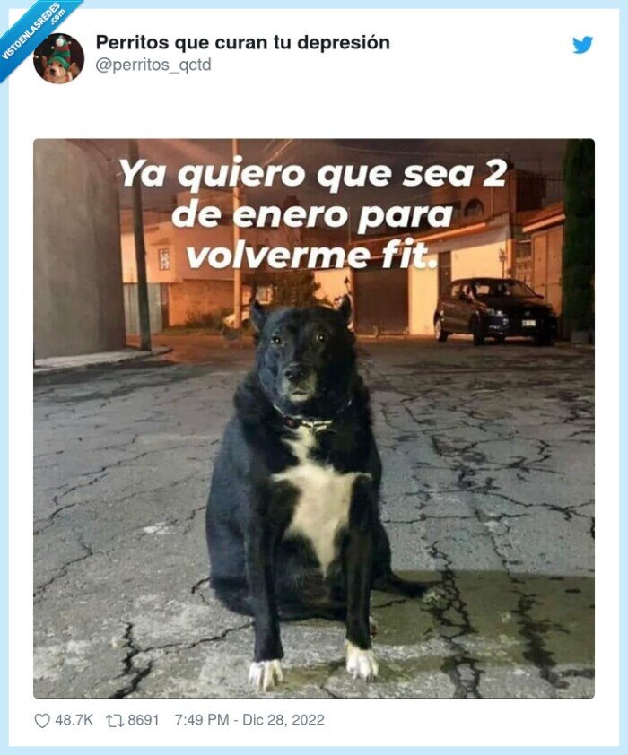 perro,propositos,fit