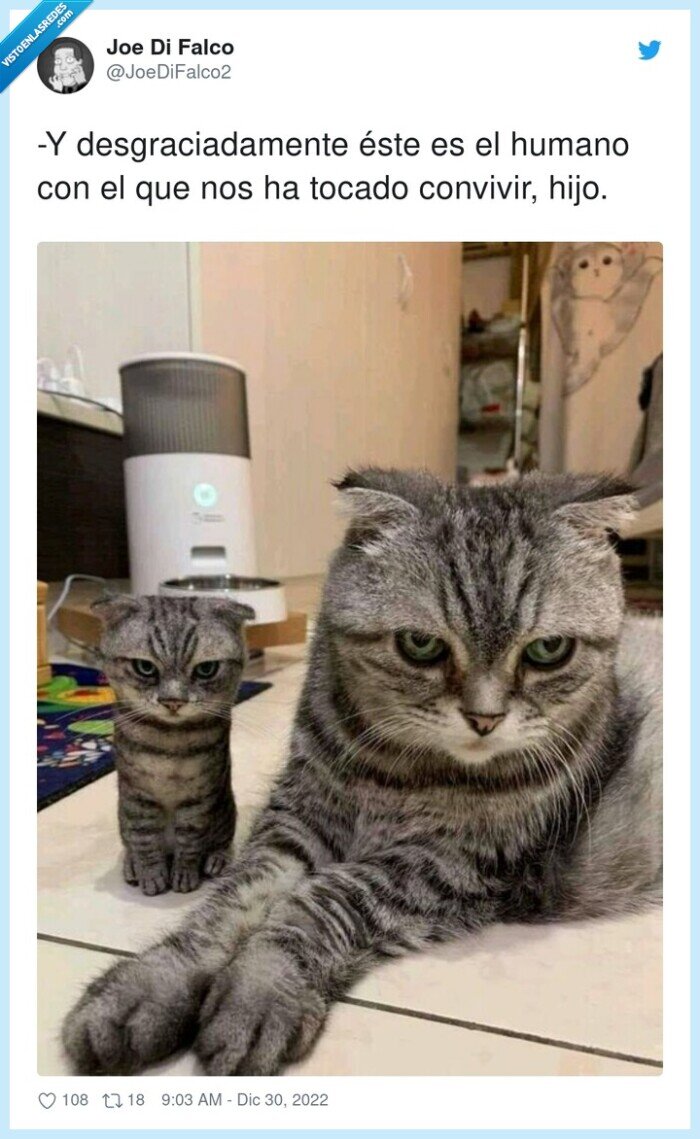 desgraciadamente,convivir,humano,tocado,gato,hijo