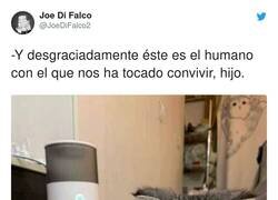 Enlace a  Menuda p*tada, por @JoeDiFalco2