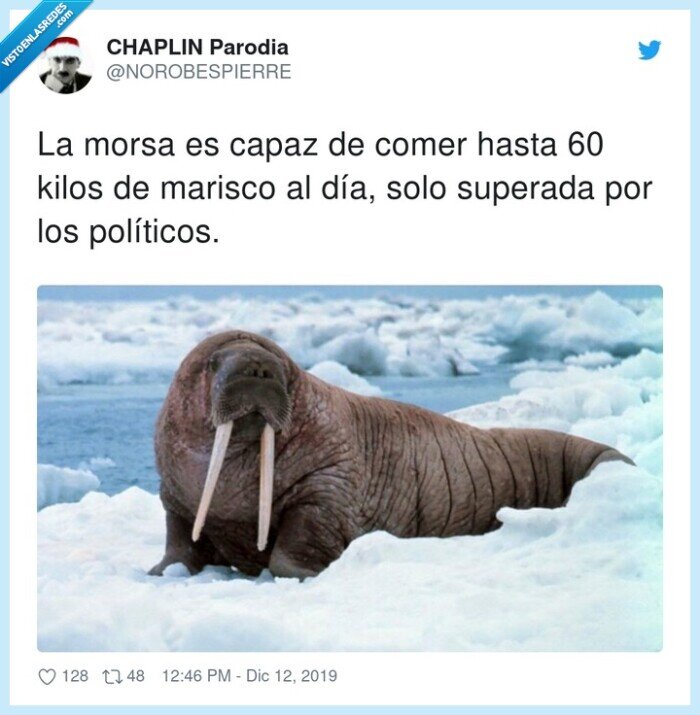 políticos,superada,marisco,morsa,capaz,comer