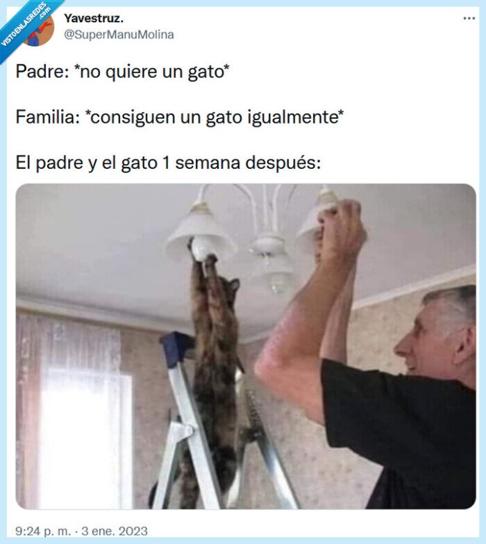 gato,padre,familia