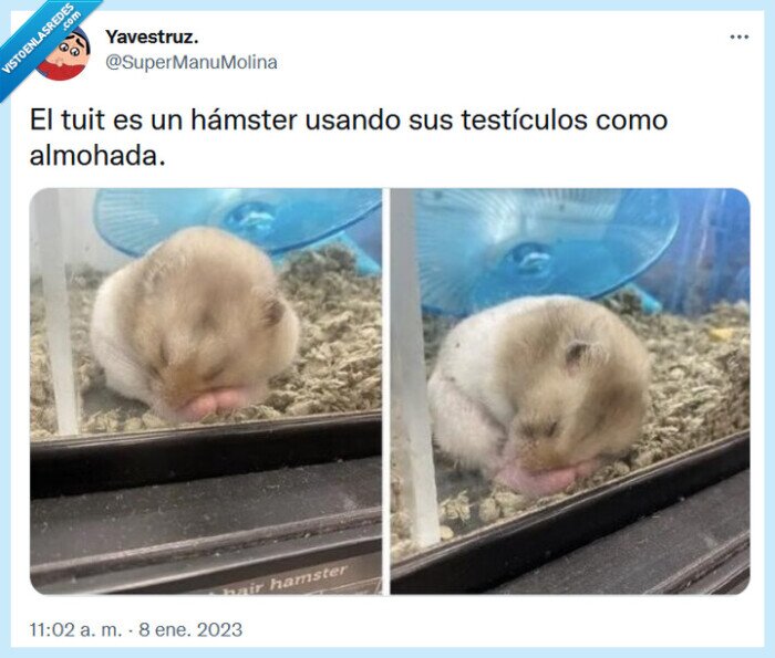 hámster,almohada,testículos