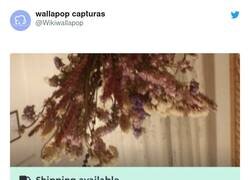 Enlace a El yonki del FIFA vendiendo la planta de su madre, por @Wikiwallapop