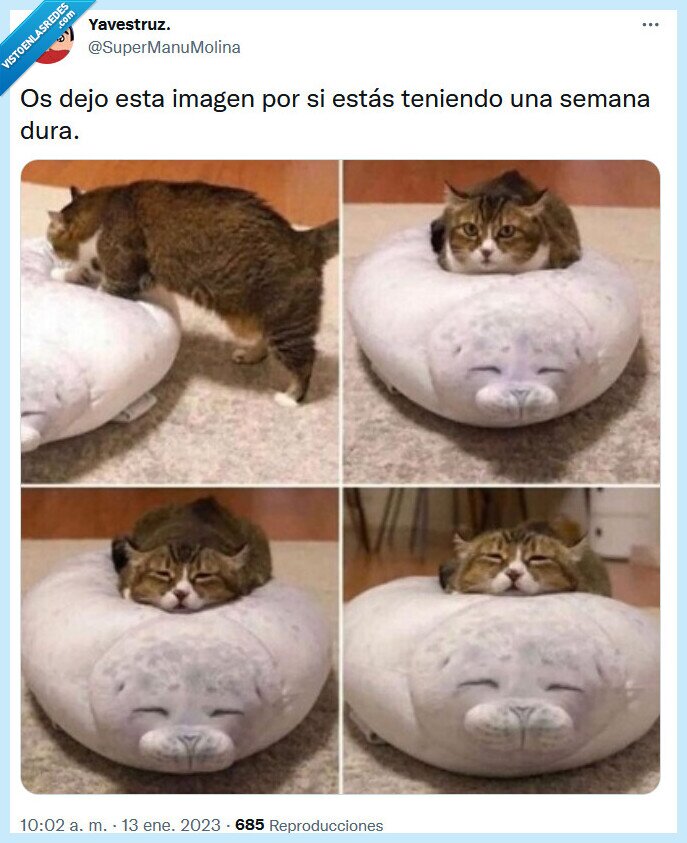 dura,semana,foto,gato,dormir