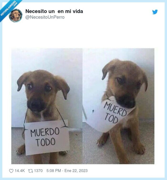 perro,morder,cartel,muerdo todo