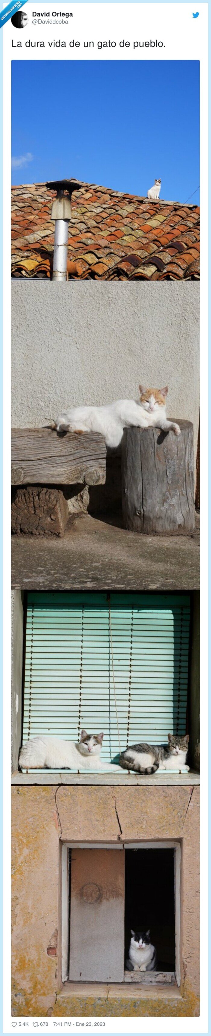 pueblo,dura,vida,gato