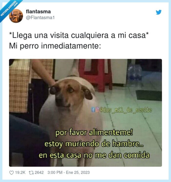 inmediatamente,visita,casa,perro