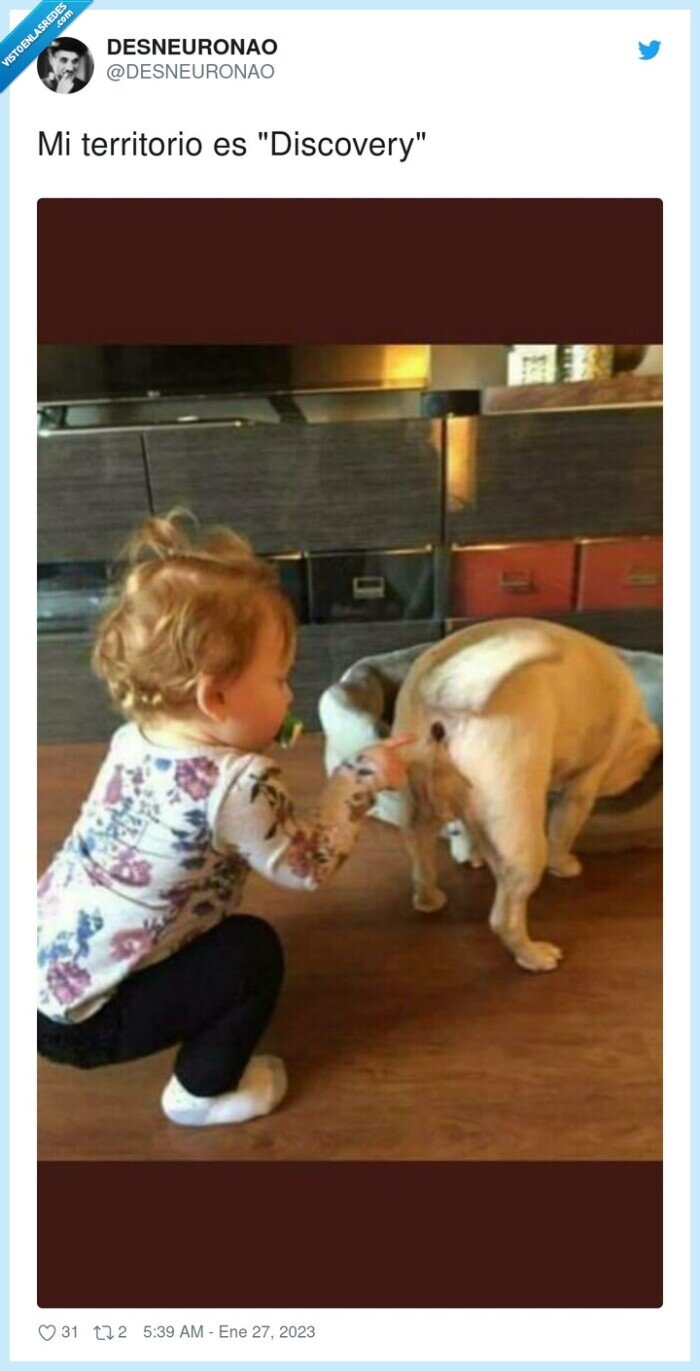 territorio,discovery,culo,perro