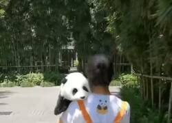 Enlace a Saluda al bambú que le enseñan, pero le amo igualmente, por @flanchota