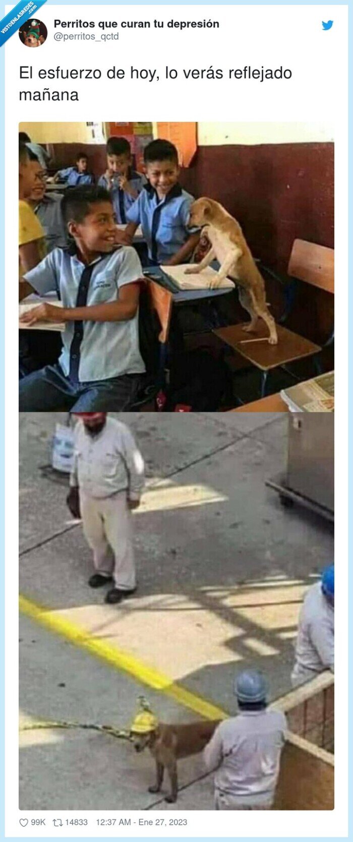 reflejado,esfuerzo,mañana,verás,perro,estudios