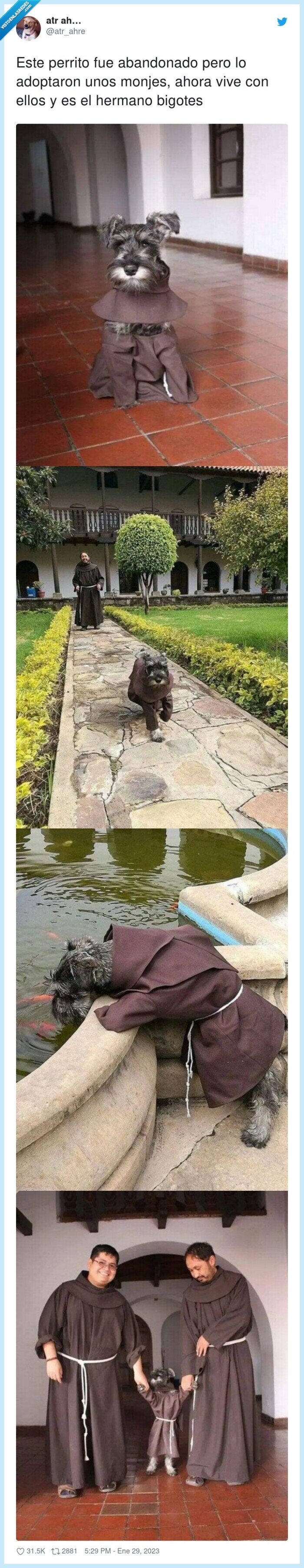 abandonado,adoptar,perrito,monjes,hermano bigotes