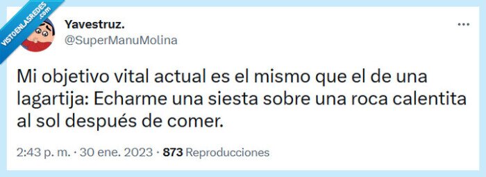 lagartija,comer,siesta,roca,sol