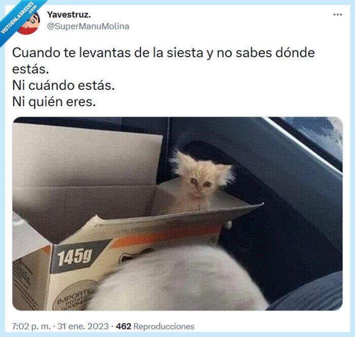 siesta,levantarse,gato