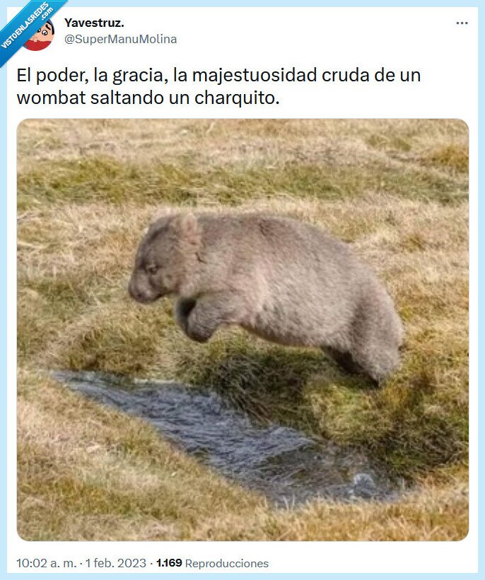 wombat,poder,gracia,saltar