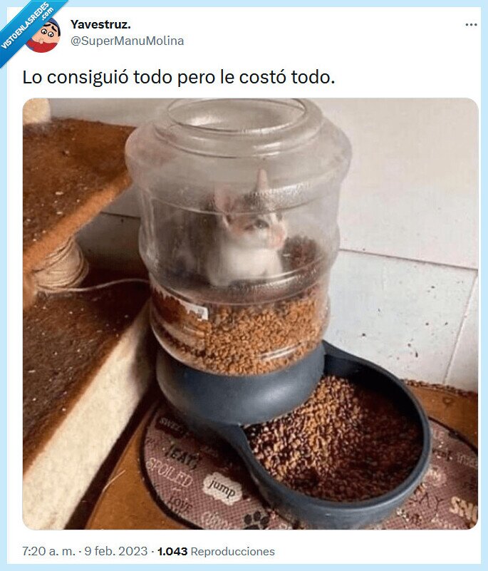 costar,conseguir,comida,gato