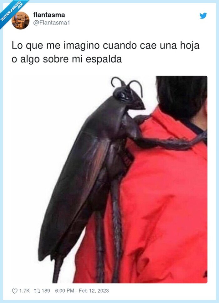 espalda,imaginar,escarabajo