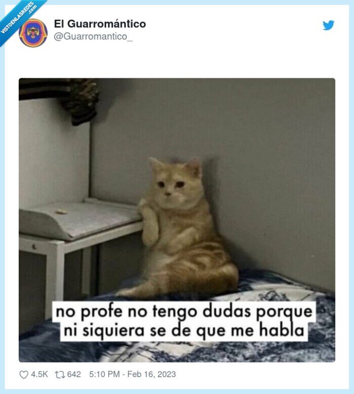 dudas,preguntar,gato,profesor