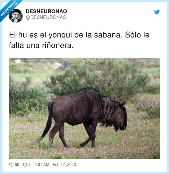 riñonera,yonqui,sabana