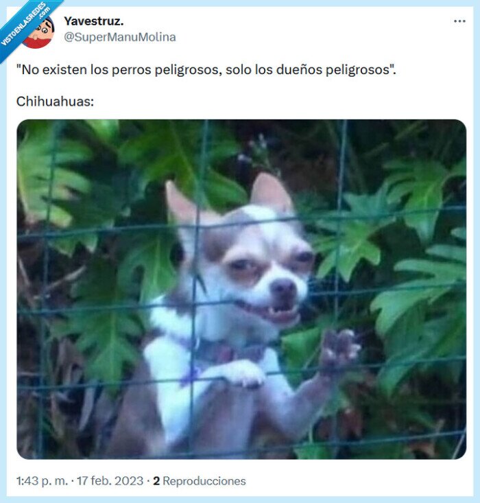 chihuahua,perro,dueño,peligroso