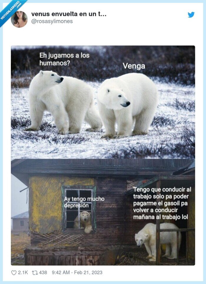 osos,humanos,depresión