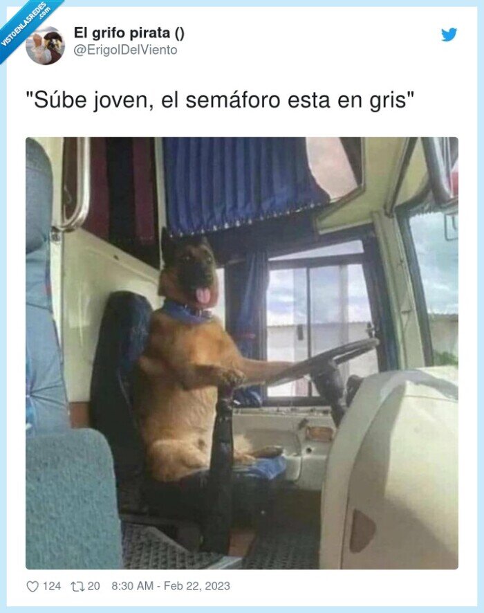 semáforo,joven,perro,colores,gris