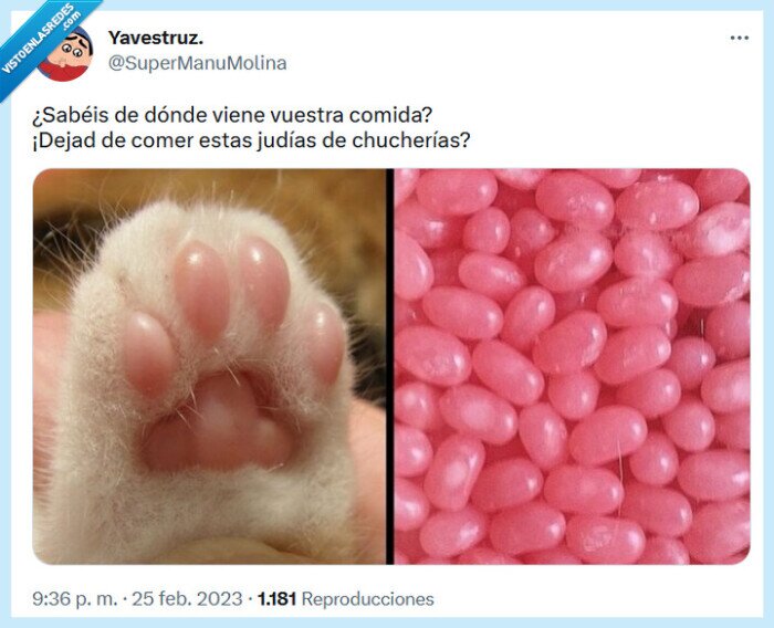 judías,chucherías,gato