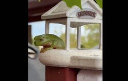 Enlace a Míralo entero, lo mejor que verás hoy: encontró una rana okupa, le imprimió una casa, la upgradeó a un penthouse, conoció novia, tuvieron criaturas, se llenó de ranas.