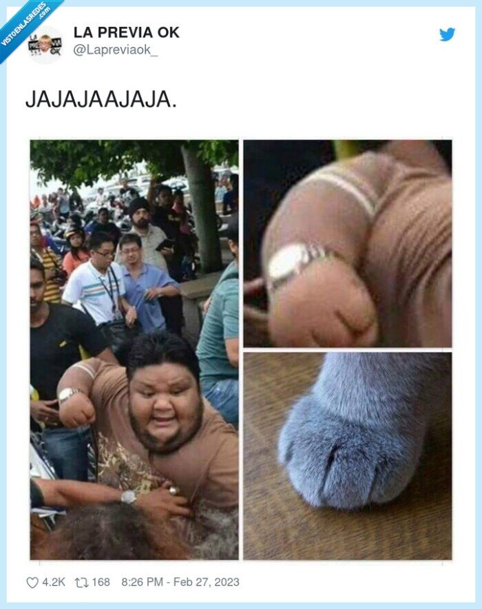 pu&ntilde;o,gato,peludito