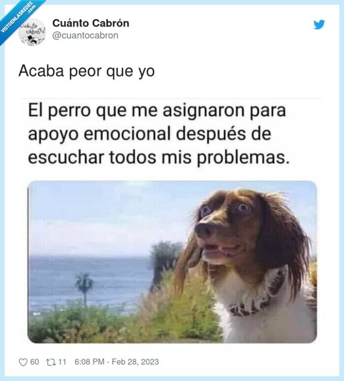 perro,apoyo emocional,loco,desvariando