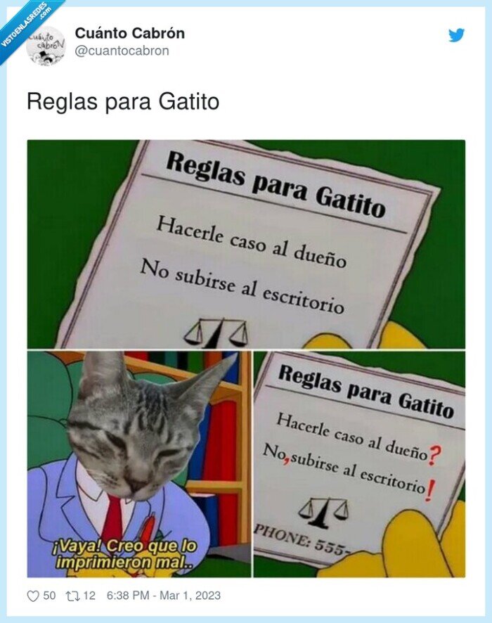 reglas,gatito,gato,hacer caso,dueño,escritorio