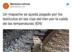Enlace a Si piensas que has tenido un mal día, ponte en la piel de este mapache, por @meneame_net