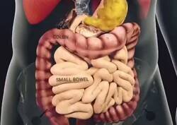 Enlace a Este es el proceso digestivo, espero que hayas comido antes de verlo, por @digitalcerebro