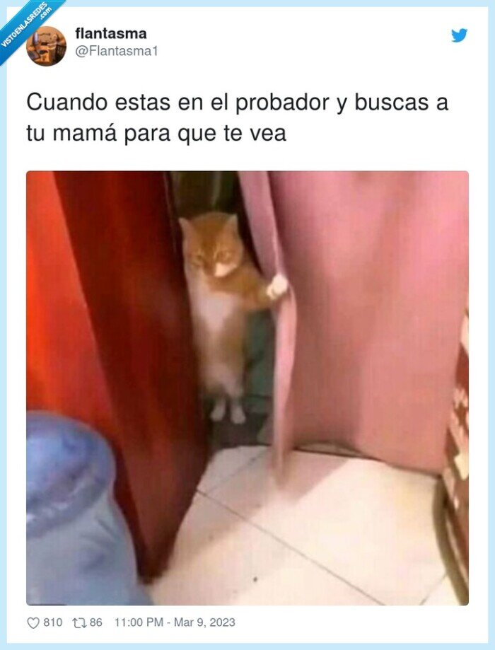probador,buscar,madre,gato