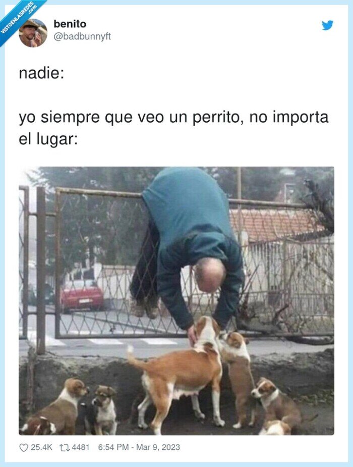 perrito,siempre,importar,tocar