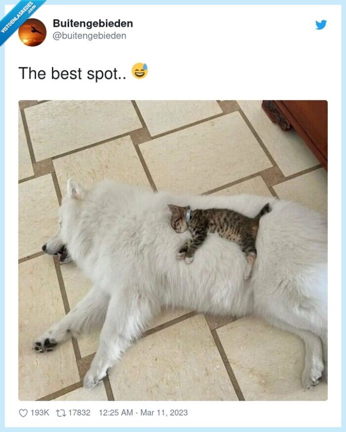 gato,perro,samoyedo,dormir,siesta